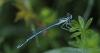 Platycnemis pennipes